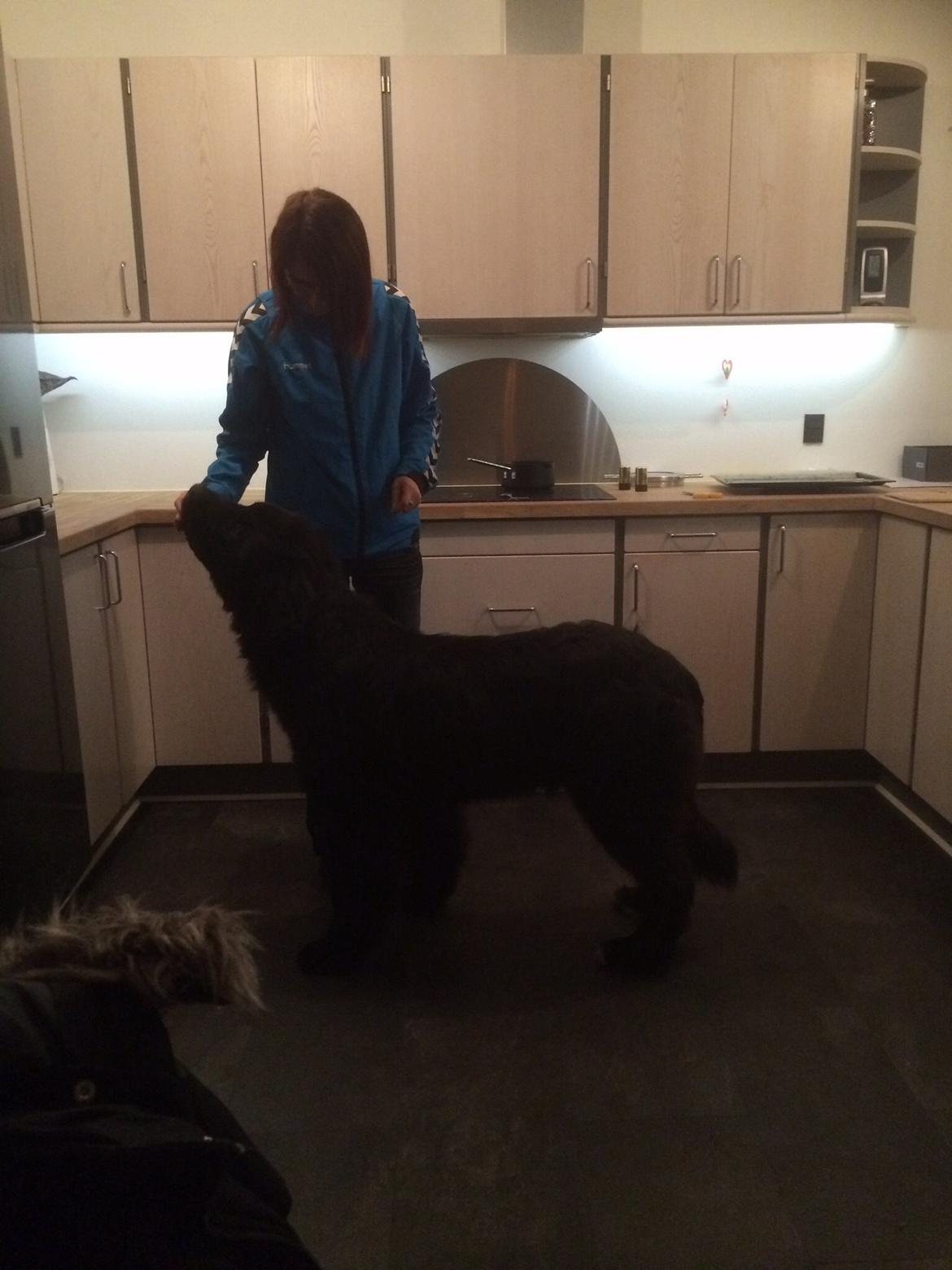 Newfoundlænder Lucas billede 23