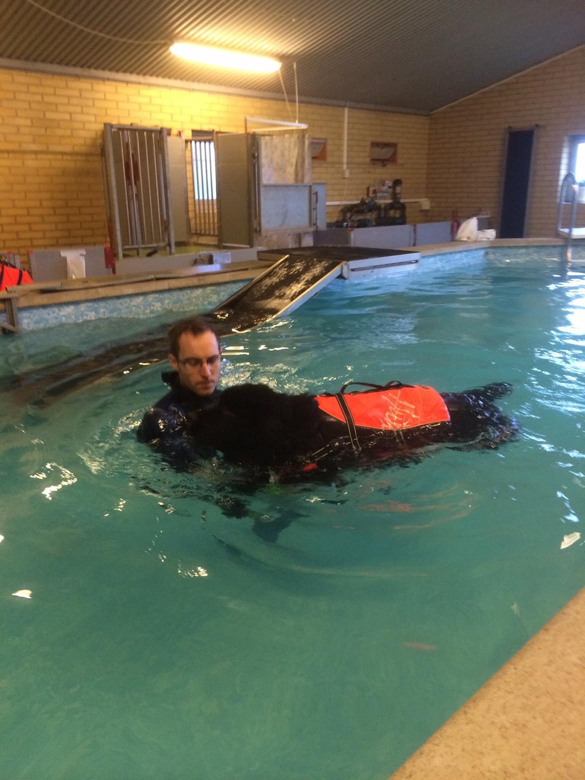 Newfoundlænder Lucas billede 25