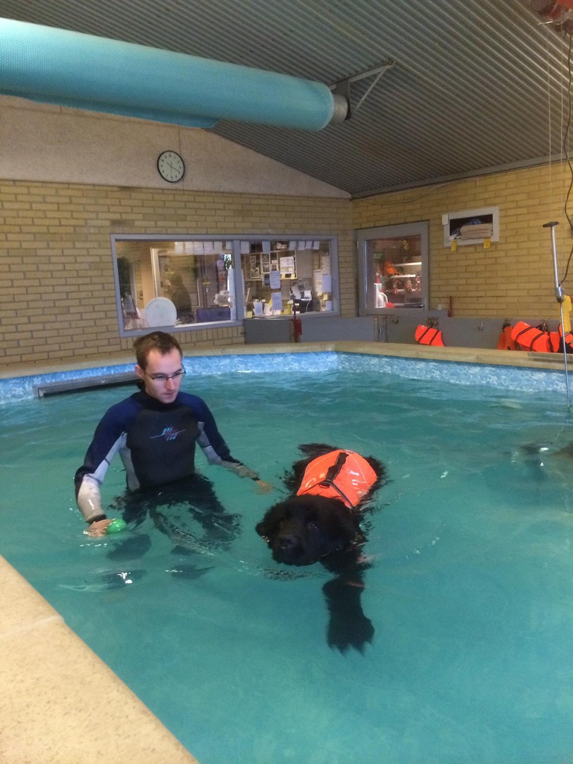 Newfoundlænder Lucas billede 26