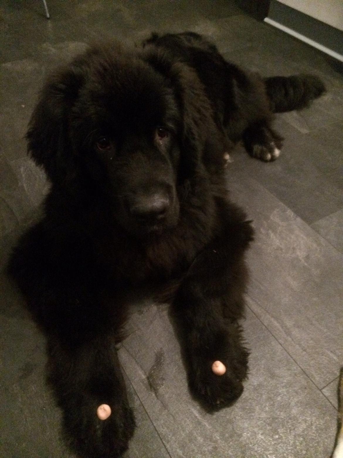 Newfoundlænder Lucas billede 27