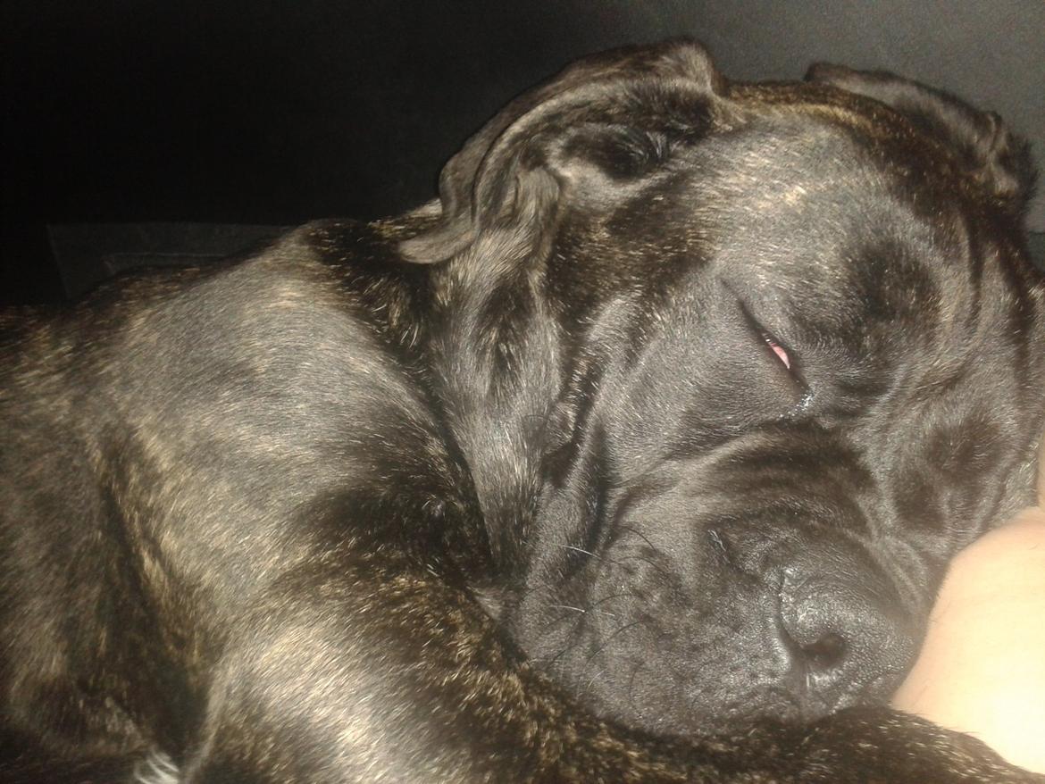 Cane corso Roxy (Venetia De Nobil rose) billede 1