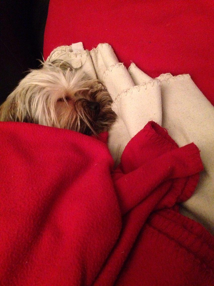 Blanding af racer Alto billede 12