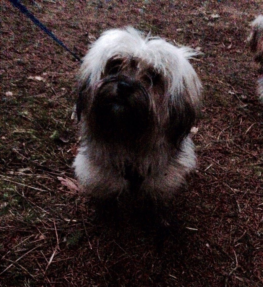 Blanding af racer Alto billede 13