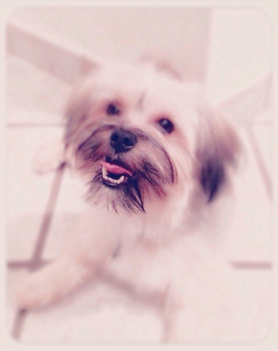 Blanding af racer Alto billede 16