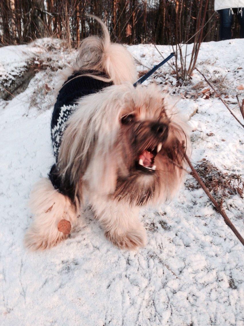 Blanding af racer Alto billede 14