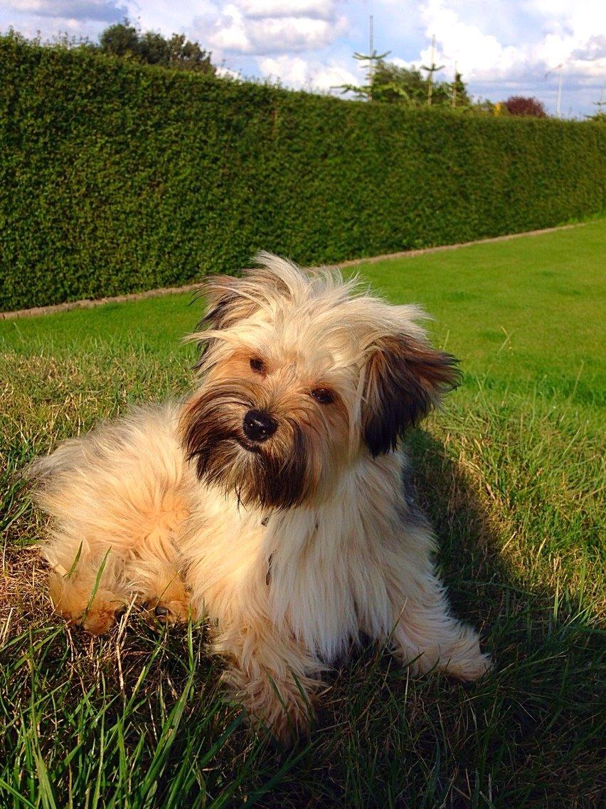 Blanding af racer Alto billede 18