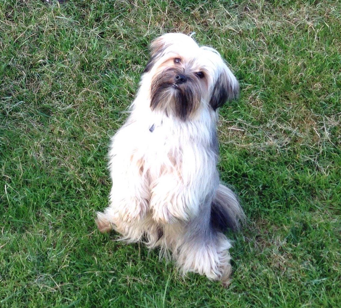 Blanding af racer Alto billede 17