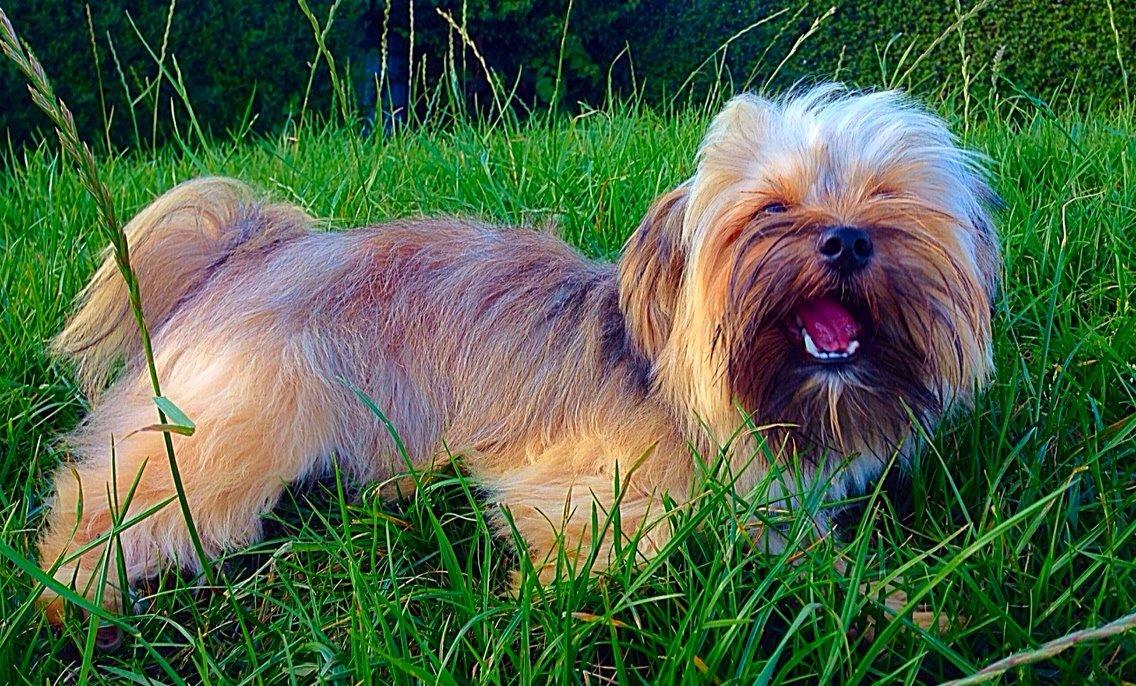 Blanding af racer Alto billede 19