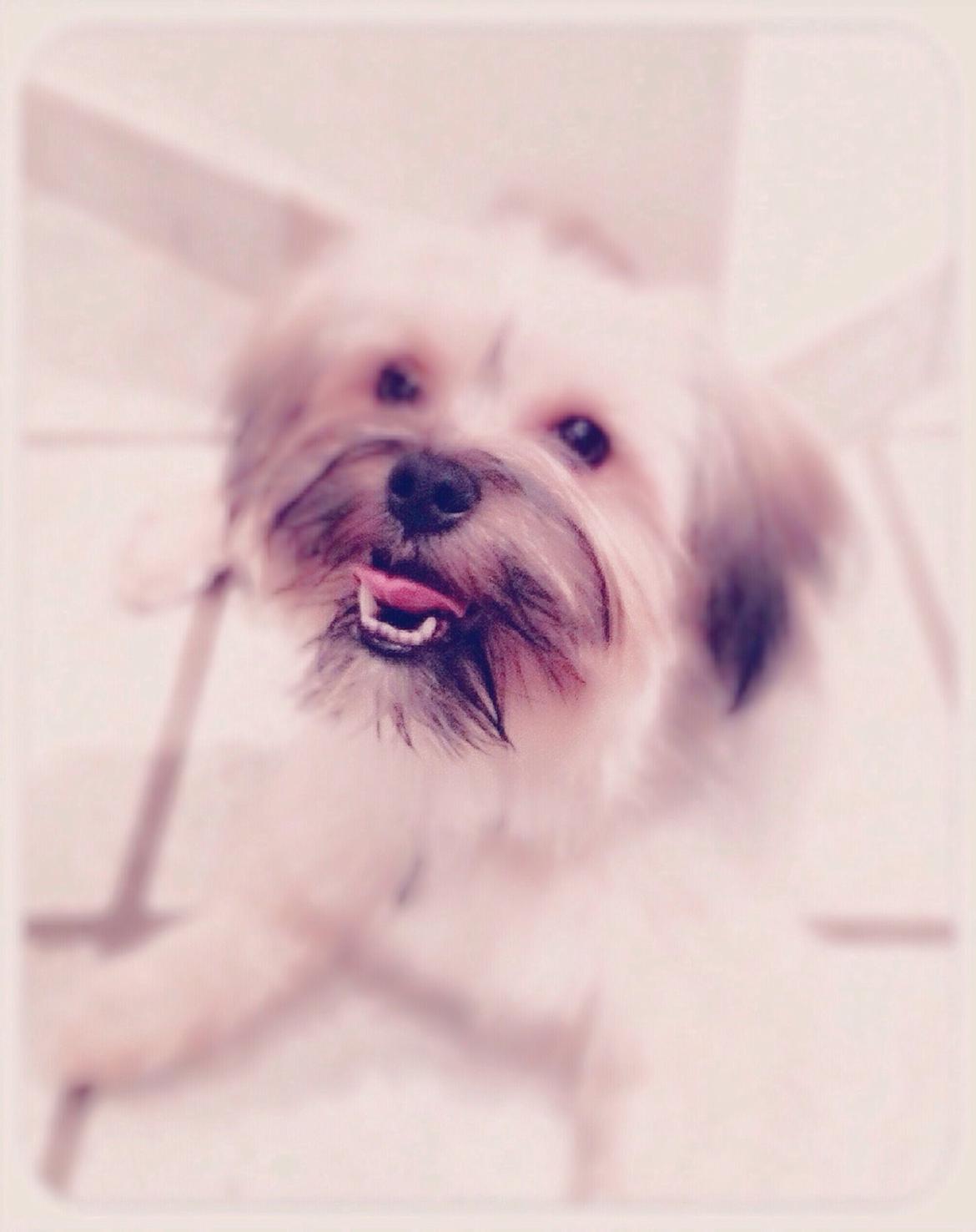 Blanding af racer Alto billede 1