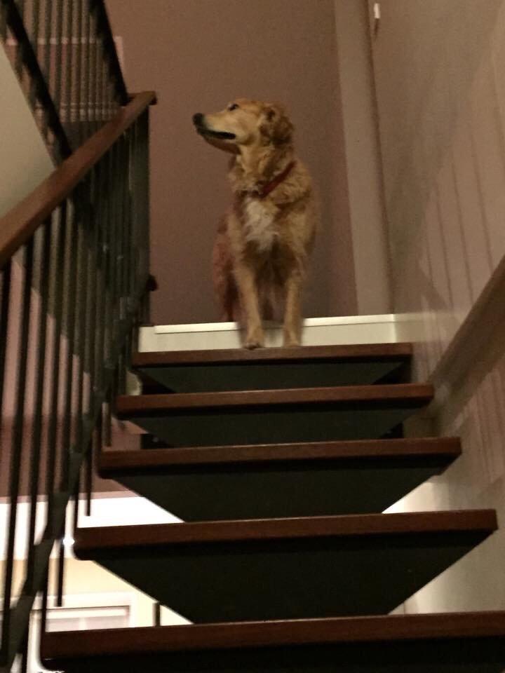 Golden retriever Koda billede 21