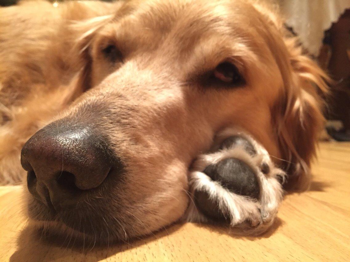 Golden retriever Koda billede 22