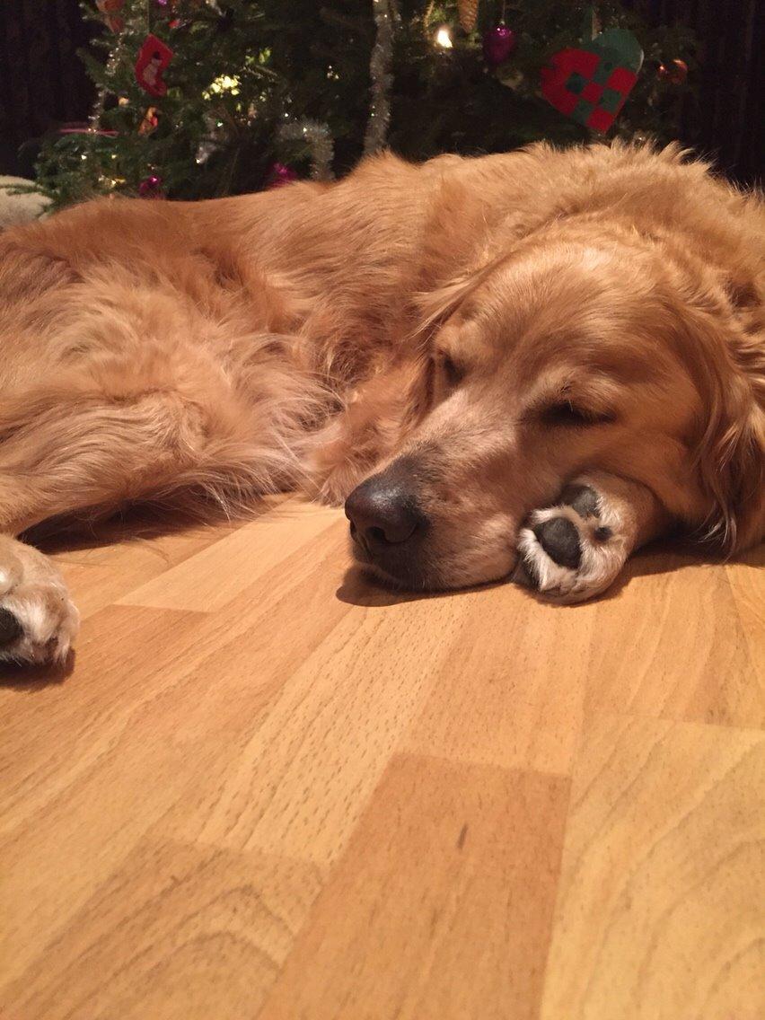 Golden retriever Koda billede 23