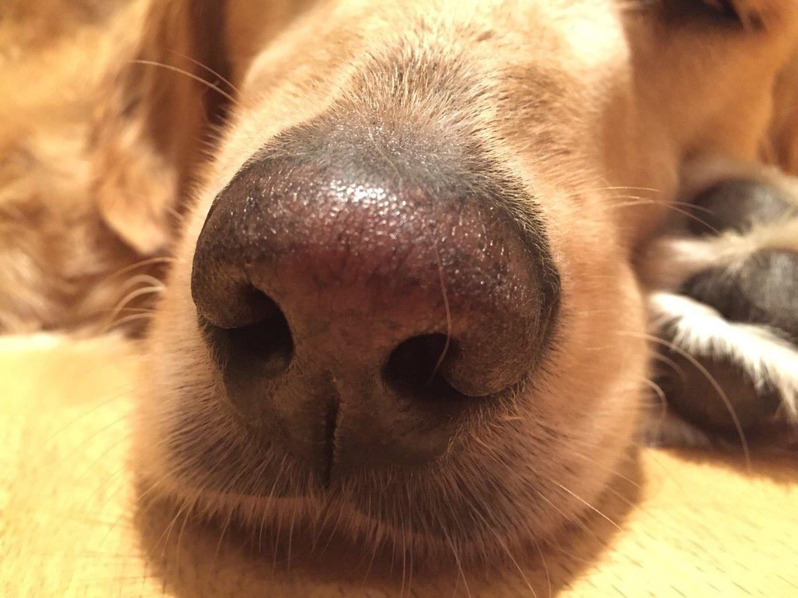 Golden retriever Koda billede 24