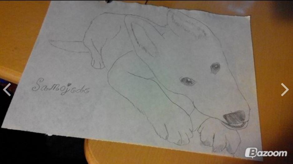 Blanding af racer Cuba, Malamute / hvid schæfer / Samojedhund - Nadia C´s tegning billede 17