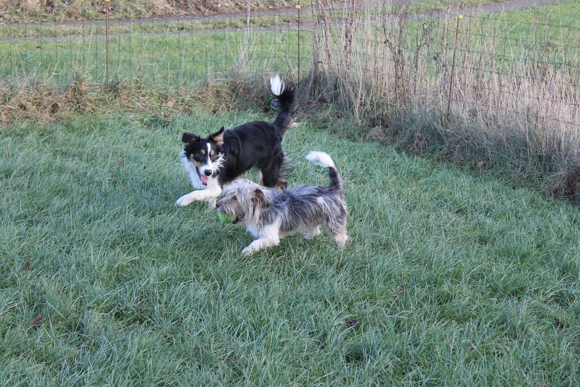 Border collie Sitka billede 19