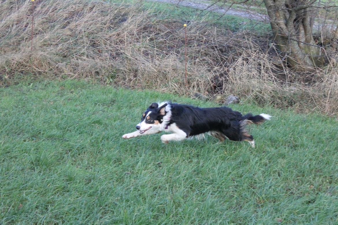 Border collie Sitka billede 18