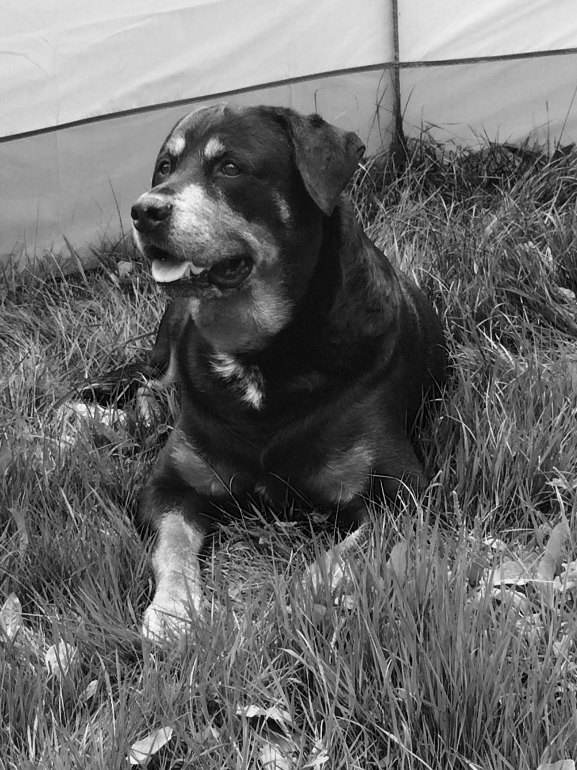 Rottweiler Buzz - Charmetrolden <3 R.I.P himmelhund) billede 28