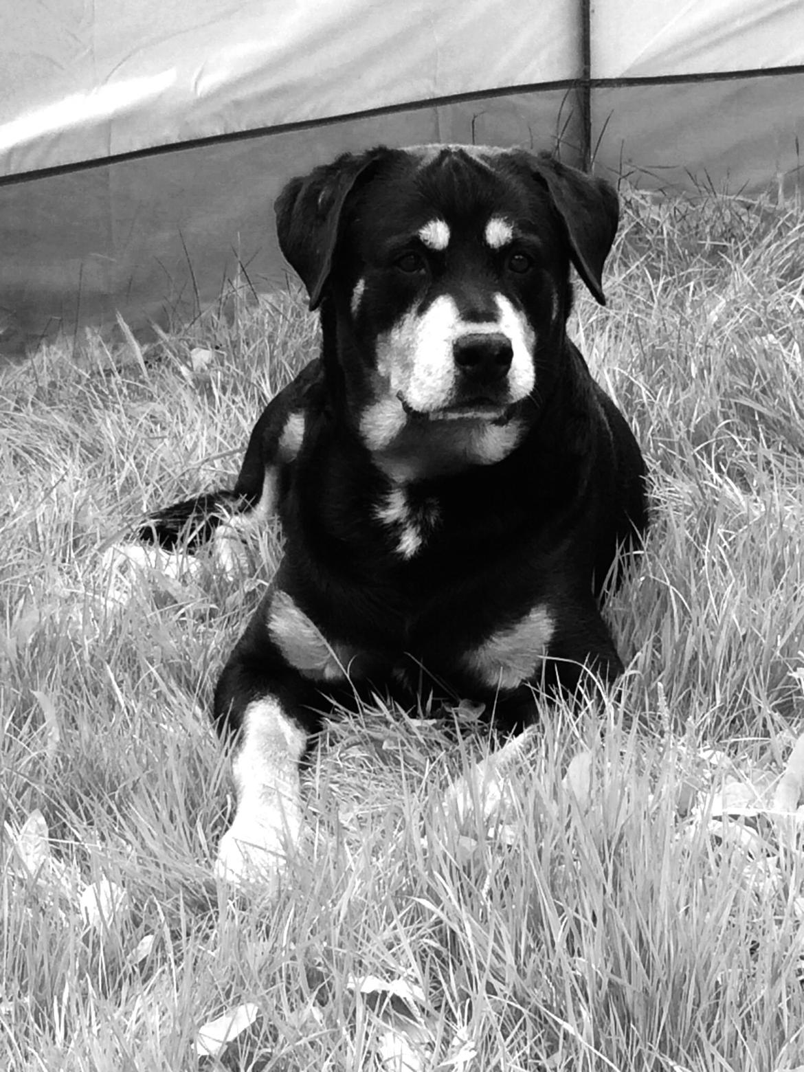 Rottweiler Buzz - Charmetrolden <3 R.I.P himmelhund) billede 29
