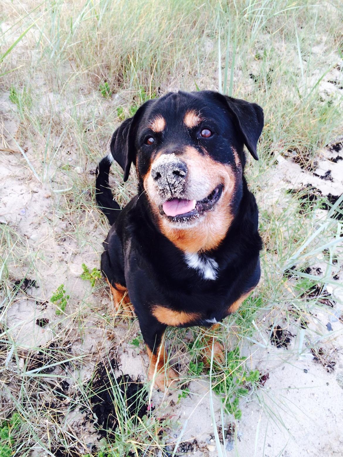 Rottweiler Buzz - Charmetrolden <3 R.I.P himmelhund) billede 30