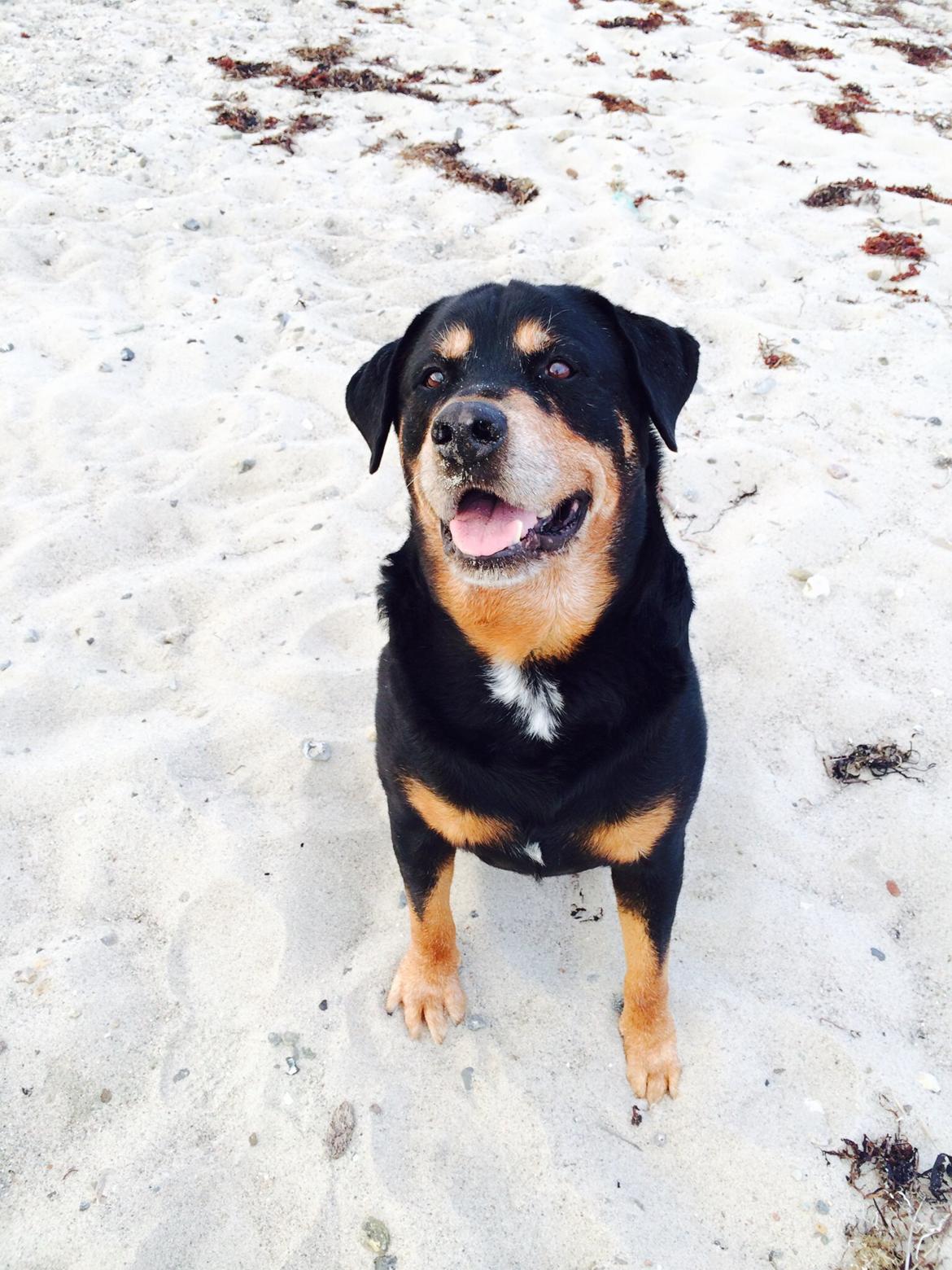 Rottweiler Buzz - Charmetrolden <3 R.I.P himmelhund) billede 31