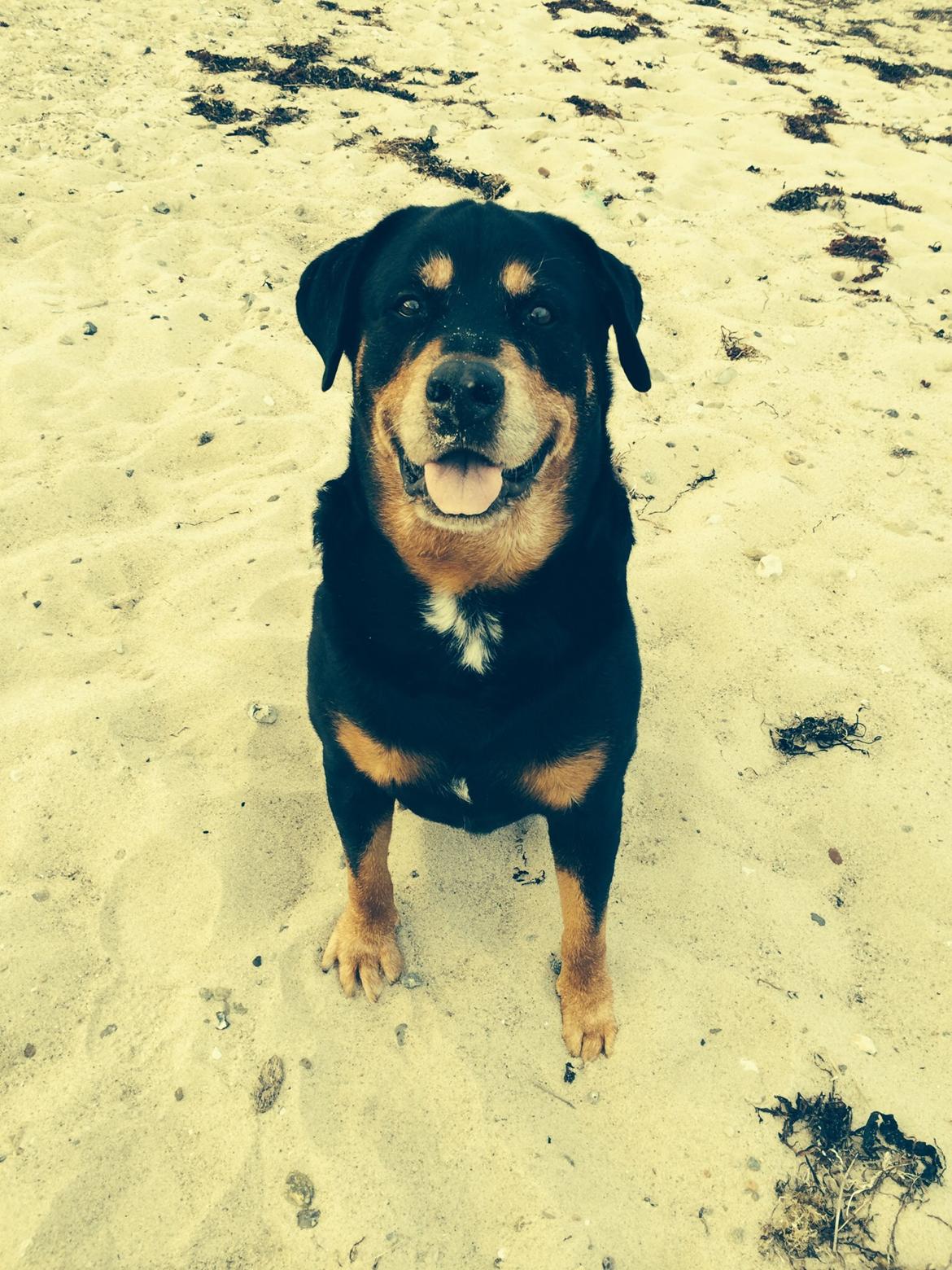 Rottweiler Buzz - Charmetrolden <3 R.I.P himmelhund) billede 32