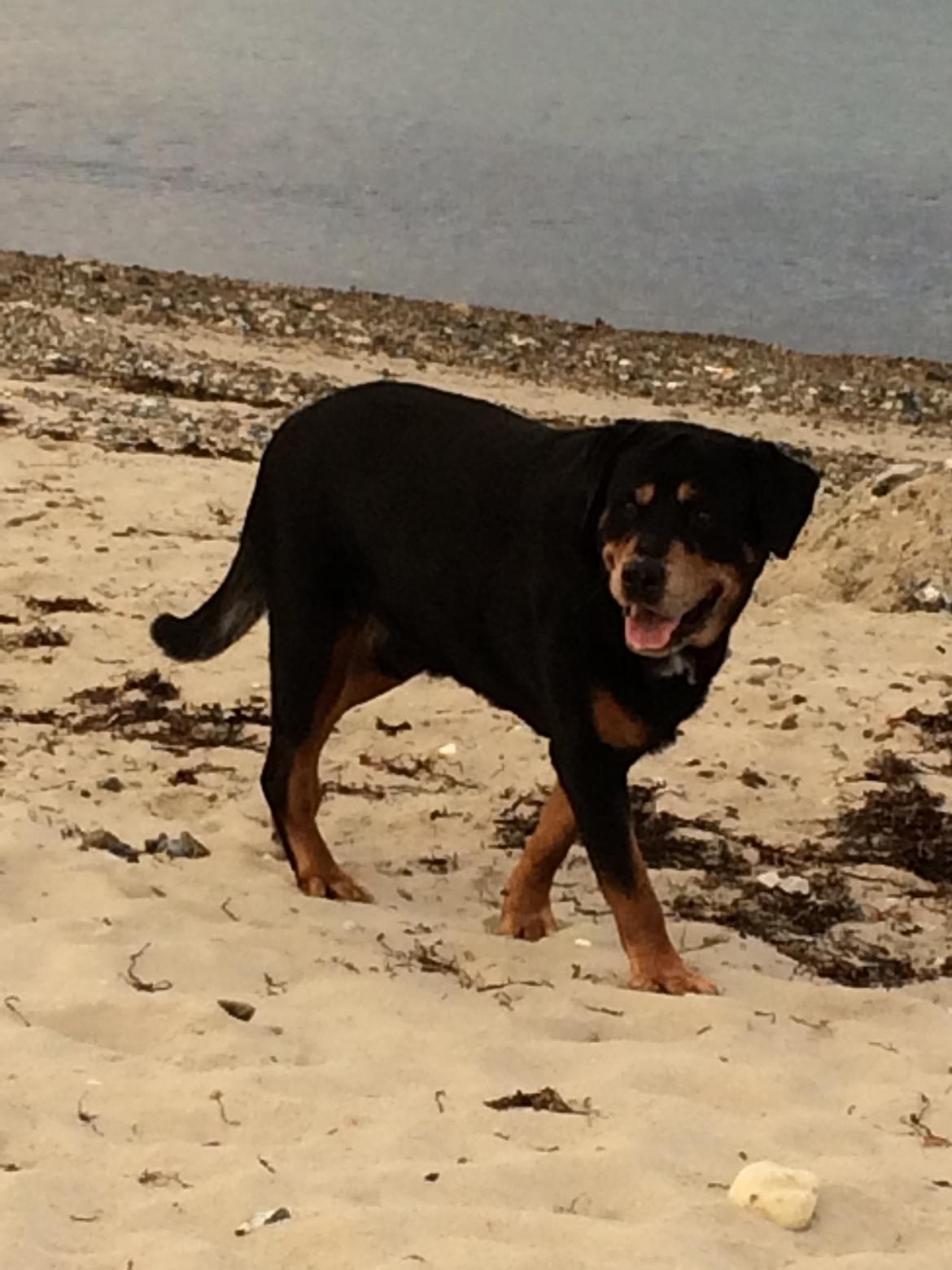 Rottweiler Buzz - Charmetrolden <3 R.I.P himmelhund) billede 33
