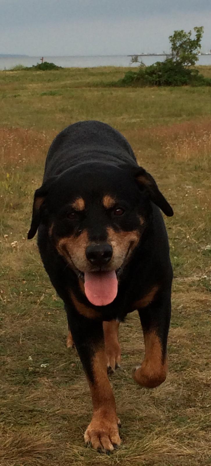 Rottweiler Buzz - Charmetrolden <3 R.I.P himmelhund) billede 34