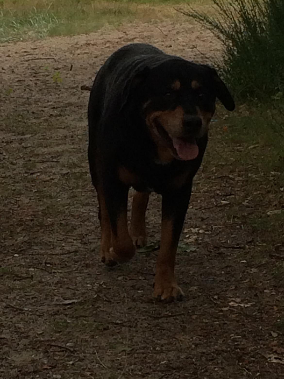 Rottweiler Buzz - Charmetrolden <3 R.I.P himmelhund) billede 35