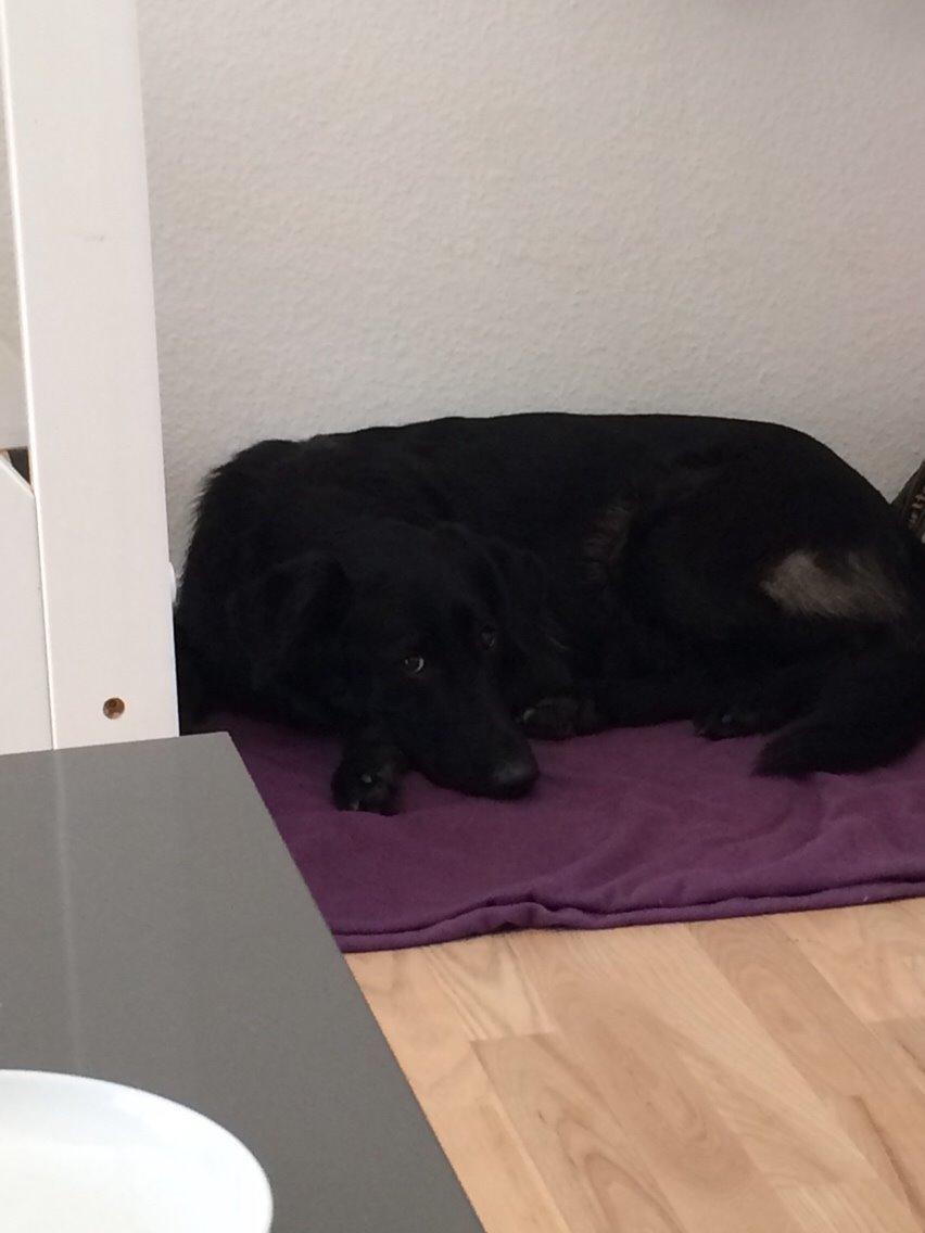 Blanding af racer Bella Mio billede 1