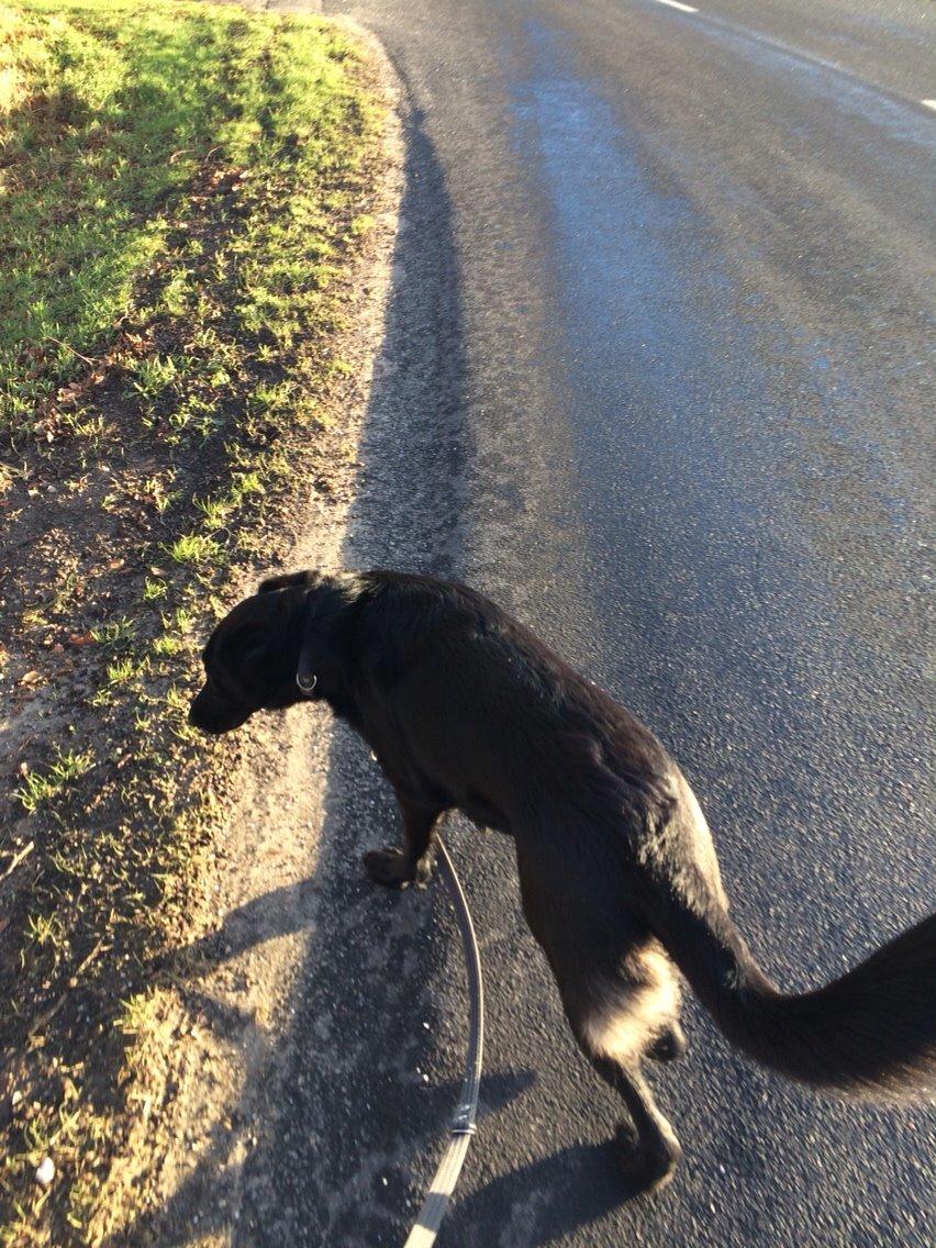 Blanding af racer Bella Mio billede 2