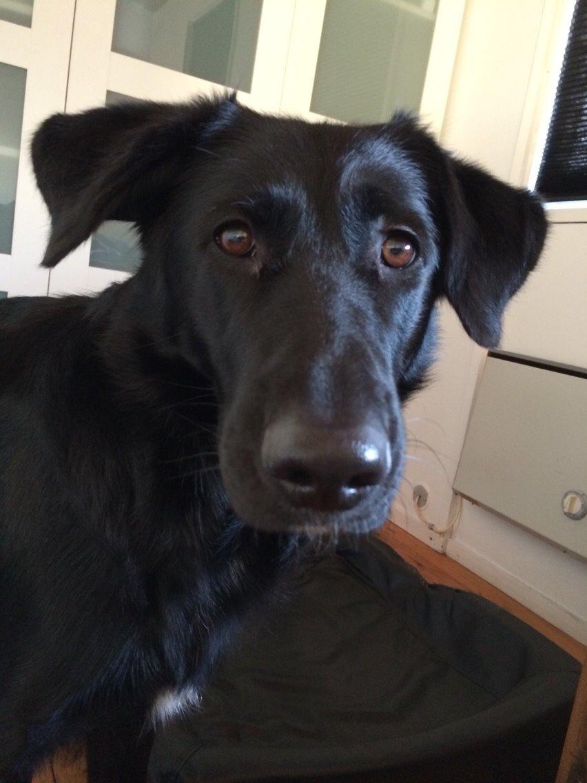 Blanding af racer Bella Mio billede 3