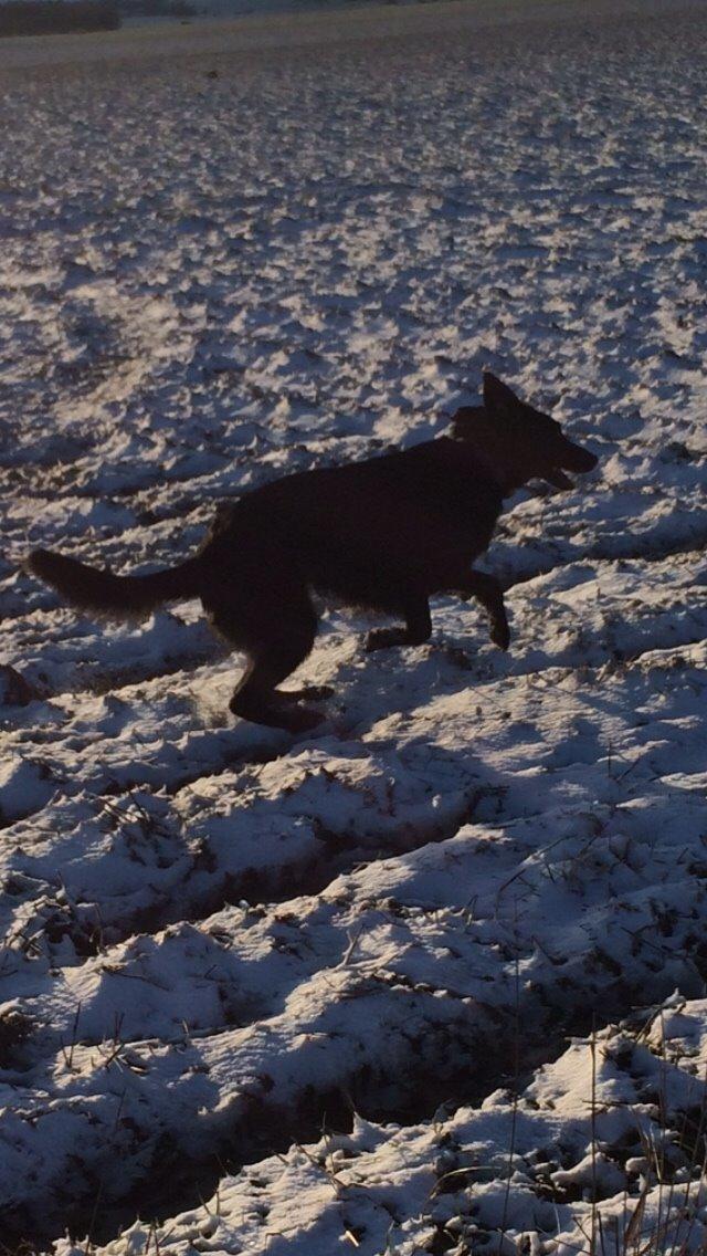 Blanding af racer Bella Mio billede 4