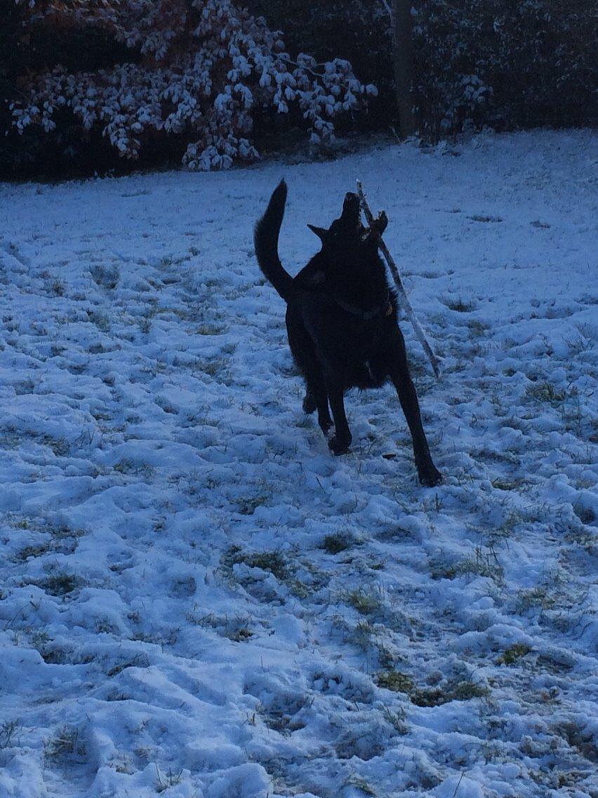 Blanding af racer Bella Mio billede 5