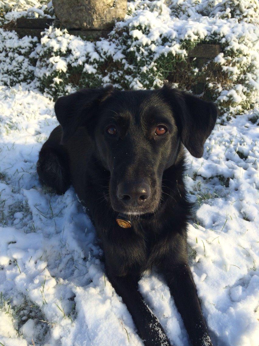 Blanding af racer Bella Mio billede 7