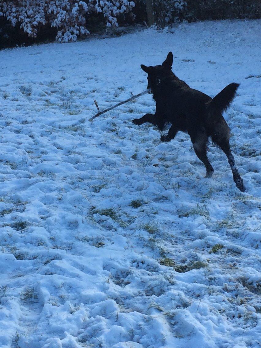 Blanding af racer Bella Mio billede 6