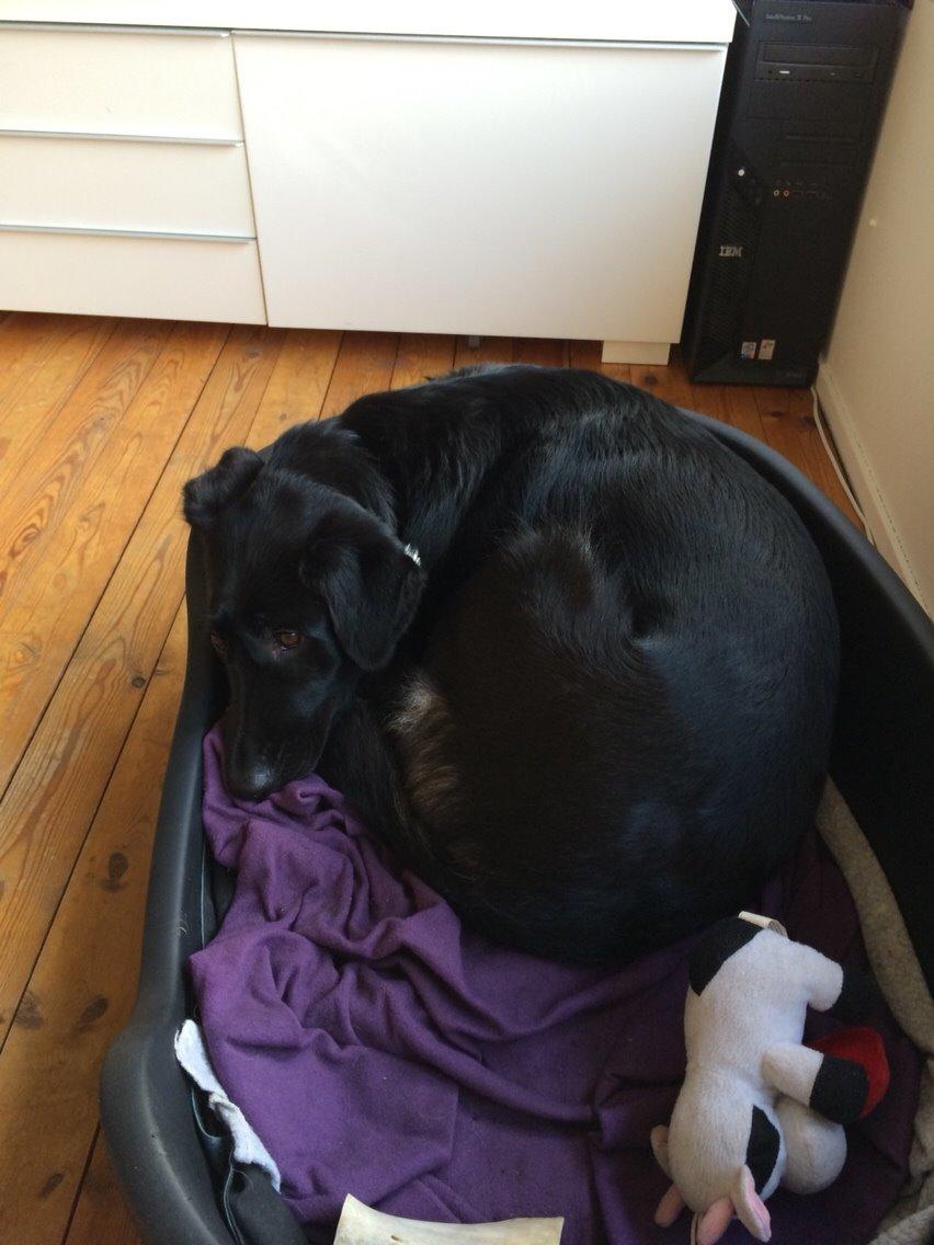 Blanding af racer Bella Mio billede 9