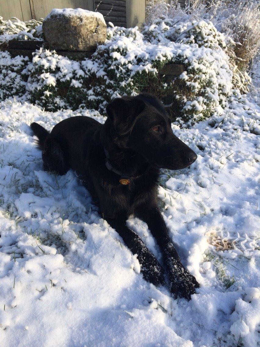 Blanding af racer Bella Mio billede 8