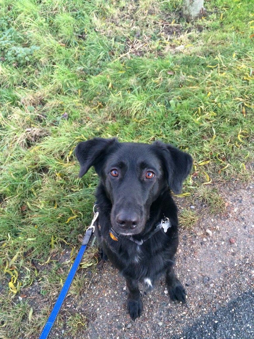 Blanding af racer Bella Mio billede 10