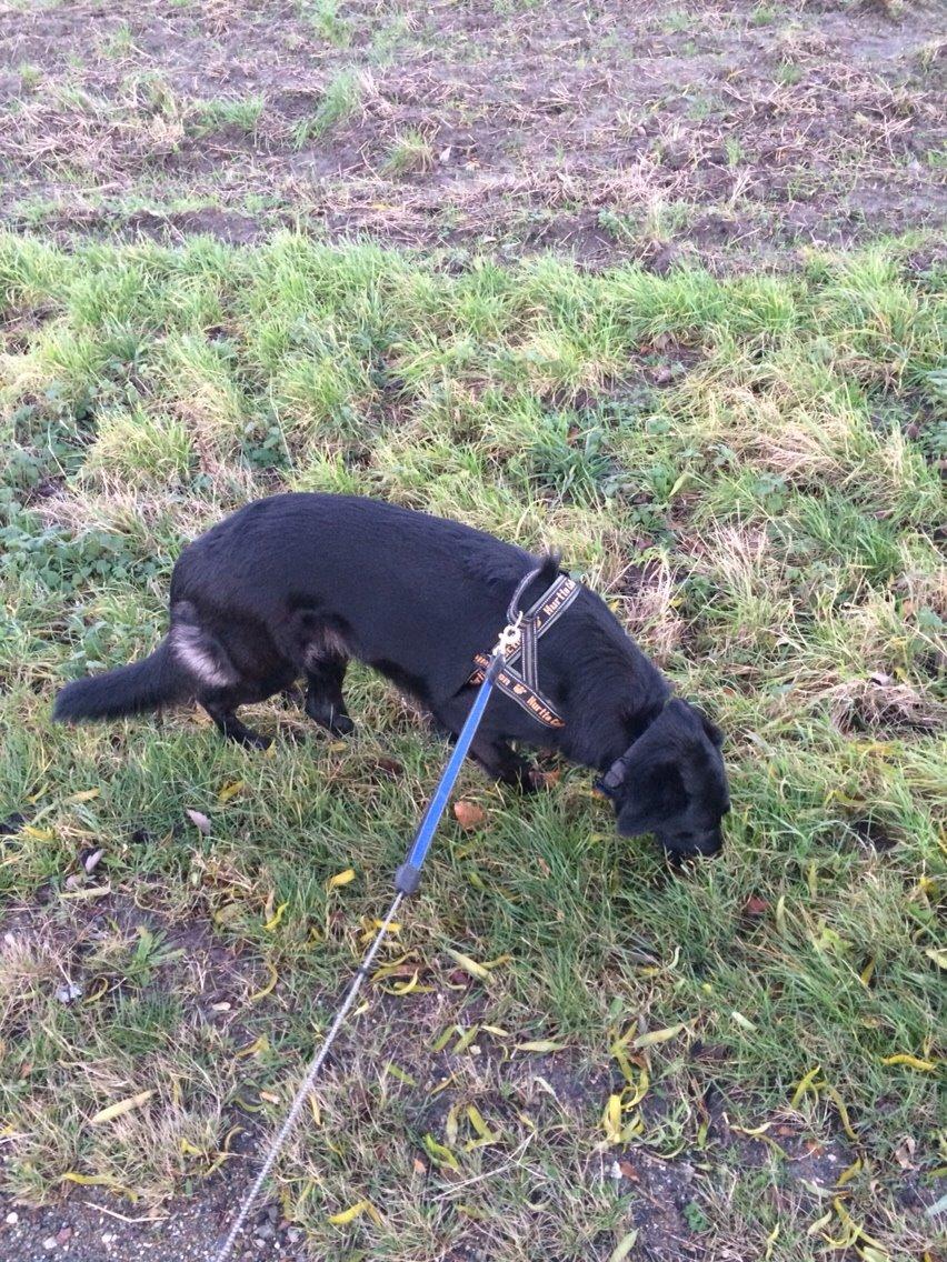 Blanding af racer Bella Mio billede 11