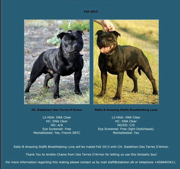 Staffordshire bull terrier Carlo billede 2