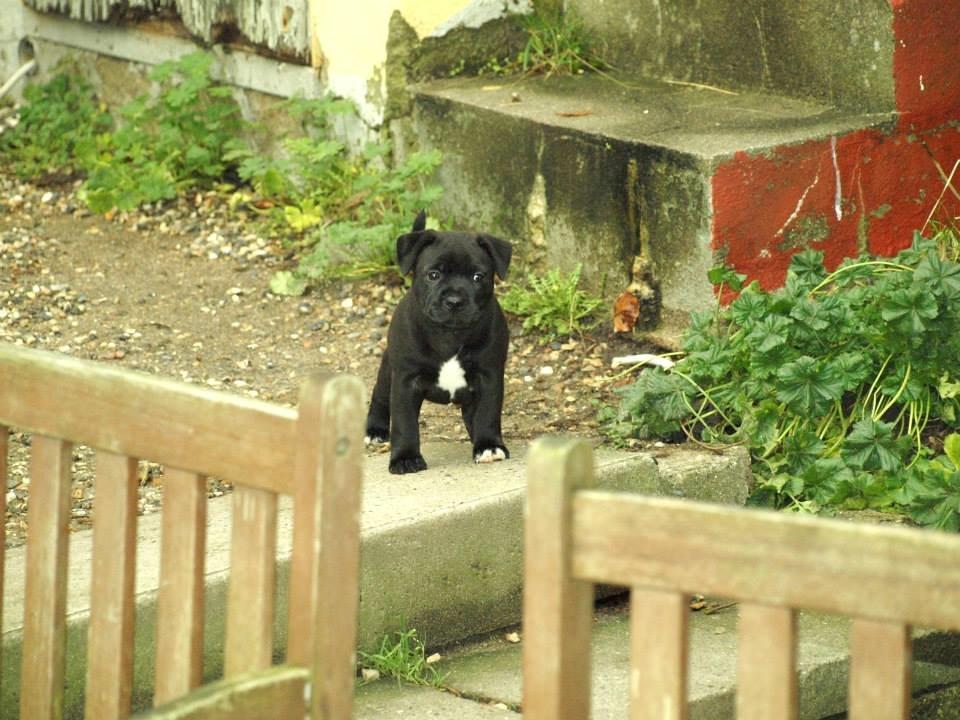 Staffordshire bull terrier Carlo billede 4