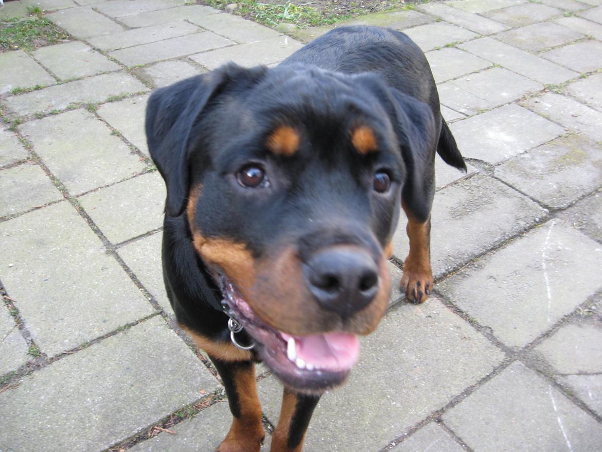 Rottweiler Line billede 1