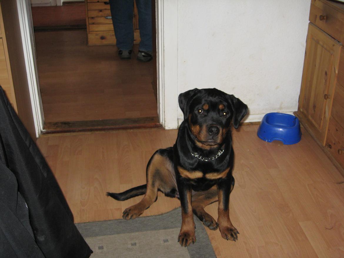 Rottweiler Line billede 2