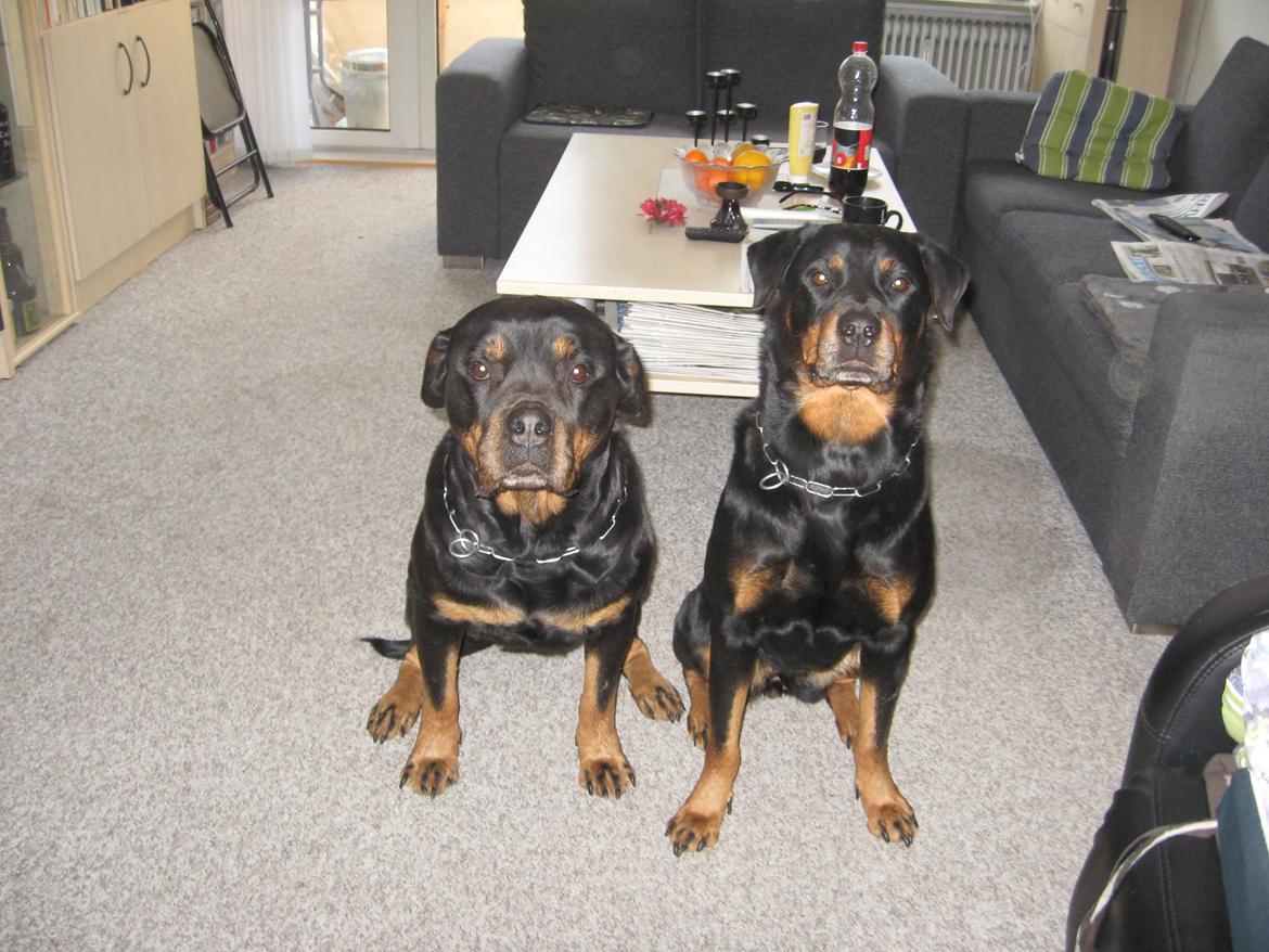 Rottweiler Line billede 3