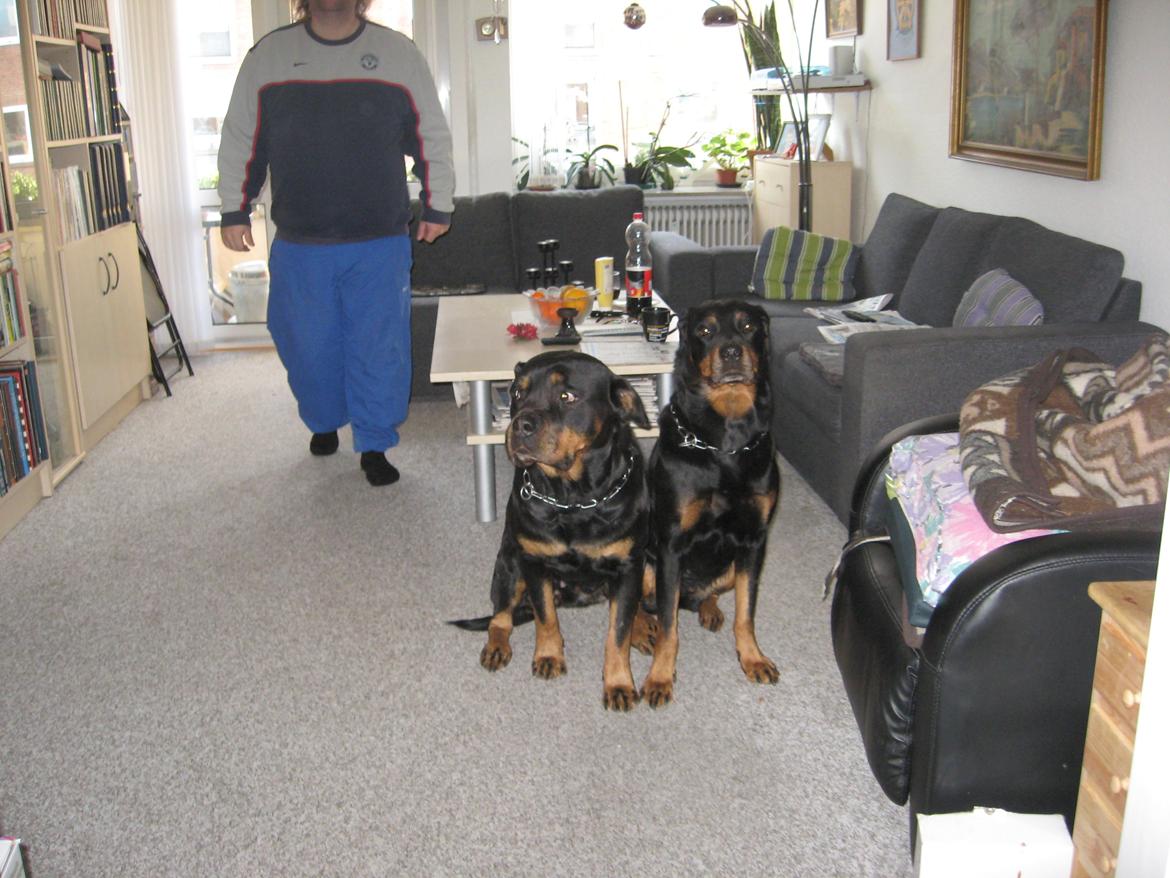 Rottweiler Line billede 4