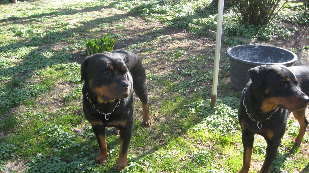 Rottweiler Line billede 5