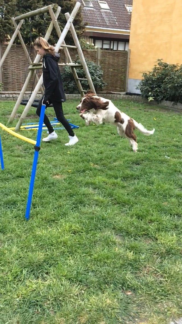 Engelsk springer spaniel Sille billede 1