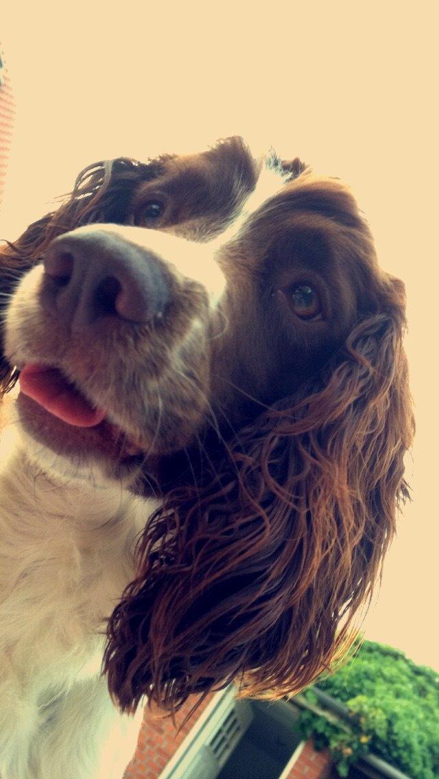 Engelsk springer spaniel Sille billede 2