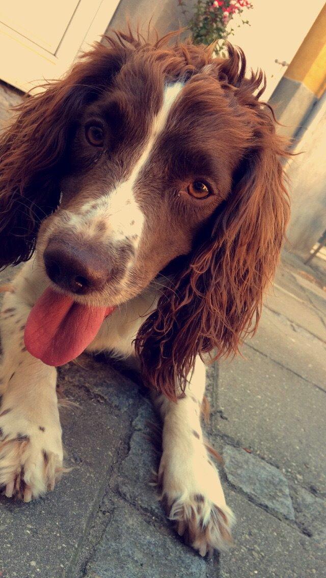 Engelsk springer spaniel Sille billede 3
