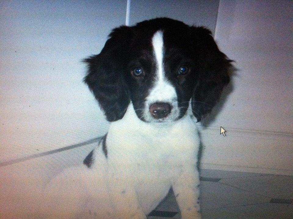 Engelsk springer spaniel Sille billede 4
